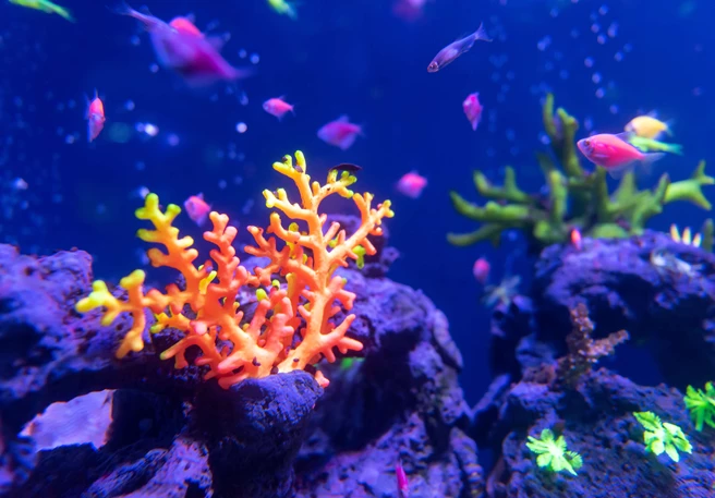 Korallenriff Korallenriff